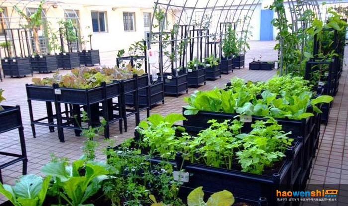 陽(yáng)臺(tái)種植蔬菜.jpg 陽(yáng)臺(tái)種植蔬菜.jpg