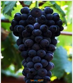 87-1葡萄 87-1葡萄