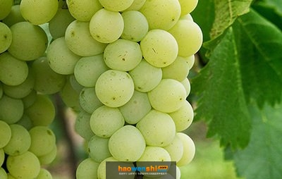 京蜜葡萄.jpg 京蜜葡萄.jpg