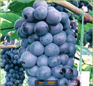 夏黑葡萄.jpg 夏黑葡萄.jpg