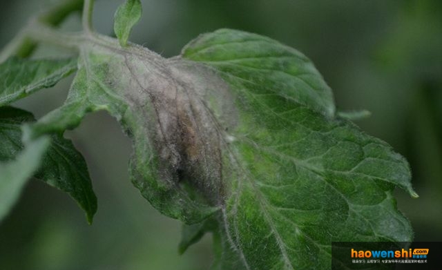 番茄晚疫病葉片.jpg 番茄晚疫病葉片.jpg
