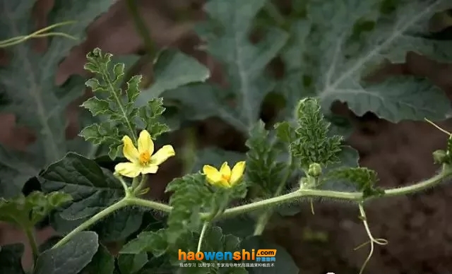 開花期.jpg 開花期.jpg