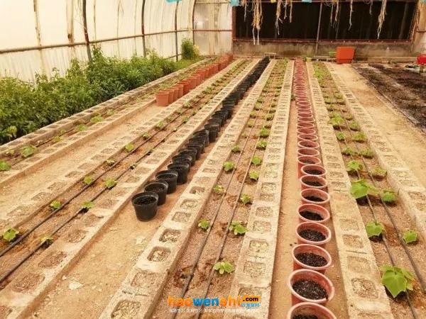 建大棚啊.jpg 建大棚啊.jpg