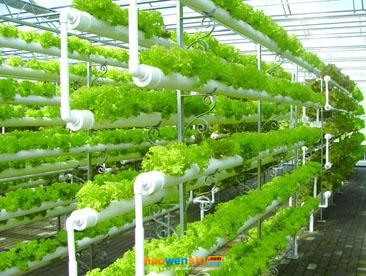 水培系統(tǒng).jpg 水培系統(tǒng).jpg