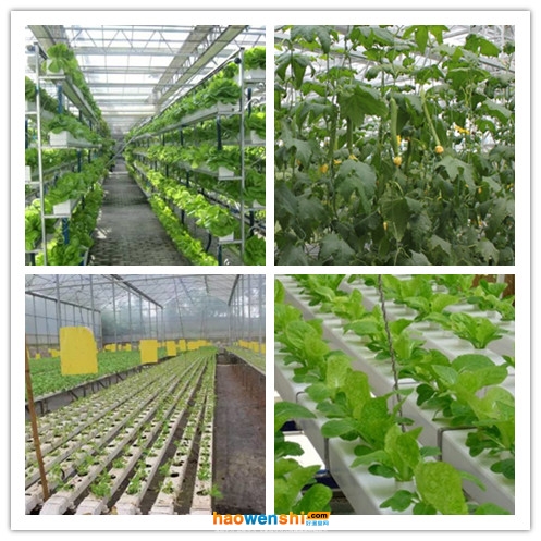 營(yíng)養(yǎng)液膜.jpg 營(yíng)養(yǎng)液膜.jpg