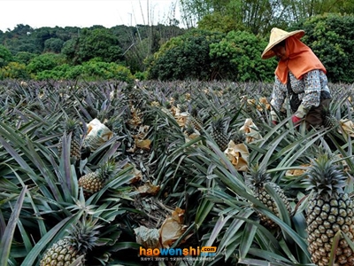 鳳梨采收.jpg 鳳梨采收.jpg