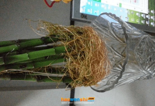 富貴竹根系.png 富貴竹根系.png