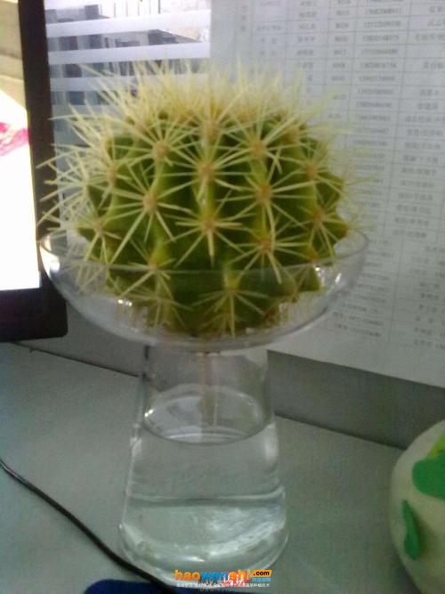 水培仙人球.jpg 水培仙人球.jpg