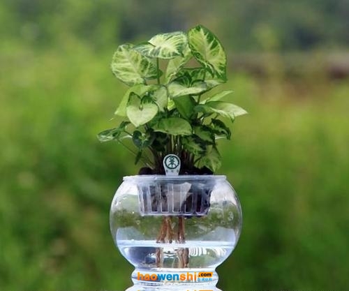 水培植物.jpg 水培植物.jpg