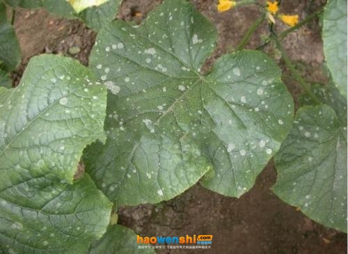 黃瓜白粉病.jpg 黃瓜白粉病.jpg