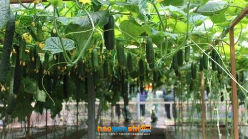 水果黃瓜.jpg 水果黃瓜.jpg