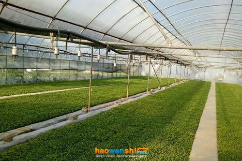 辣椒漂浮育苗.jpg 辣椒漂浮育苗.jpg