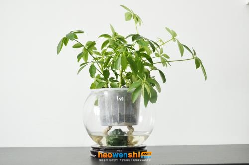 水培植物.jpg 水培植物.jpg