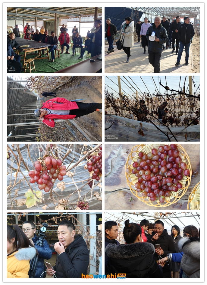 寒冬臘月摘葡萄.png 寒冬臘月摘葡萄.png