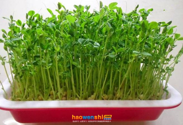 水培豆芽菜.jpg 水培豆芽菜.jpg