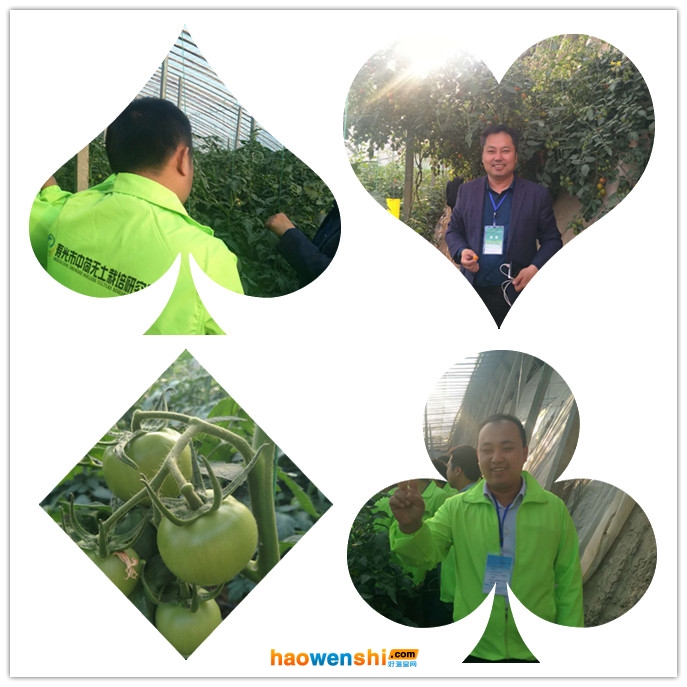 學員參觀沙培西紅柿.jpg 學員參觀沙培西紅柿.jpg