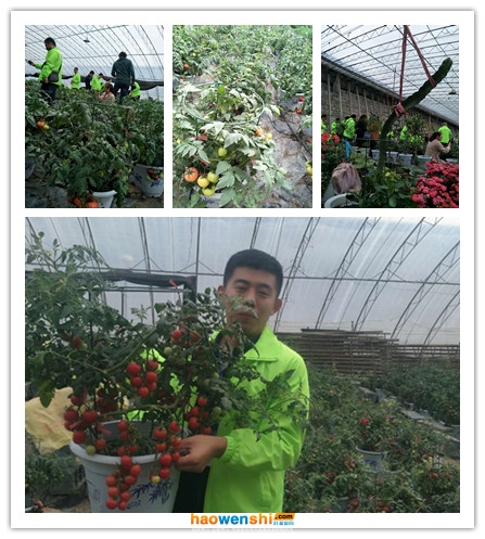 學員實地參觀盆栽基地.jpg 學員實地參觀盆栽基地.jpg