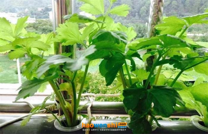 定植.jpg 定植.jpg