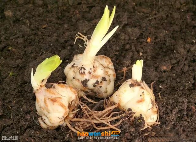 無機(jī)基質(zhì).jpg 無機(jī)基質(zhì).jpg