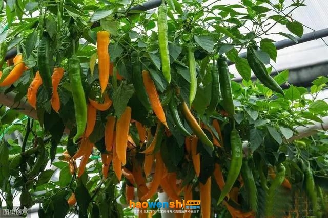 辣椒.jpg 辣椒.jpg
