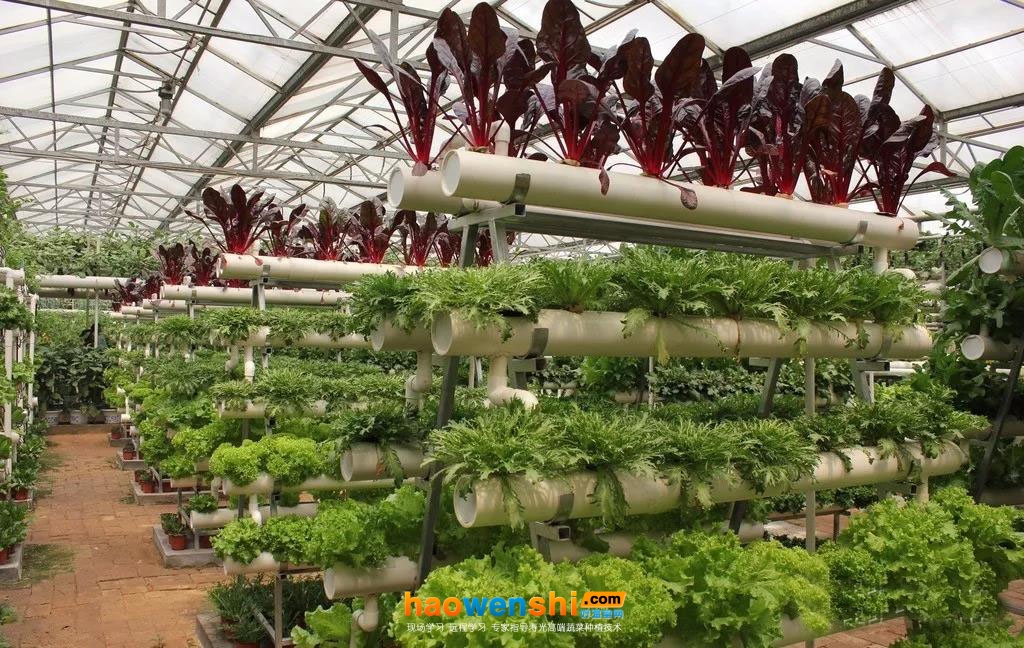立體、墻體式無土栽培模式3.jpg