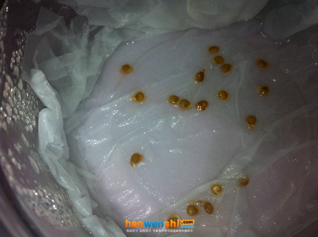 催芽.jpg 催芽.jpg