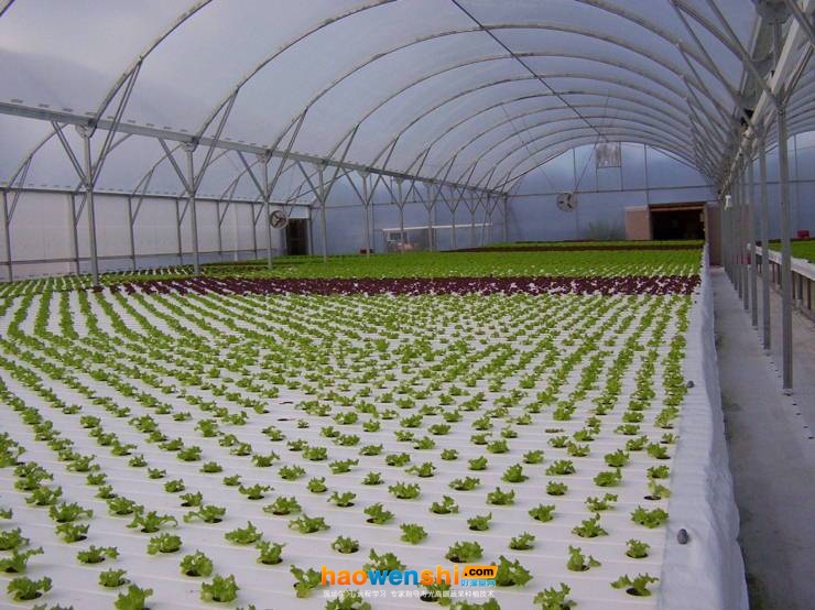 水培蔬菜.jpg 水培蔬菜.jpg