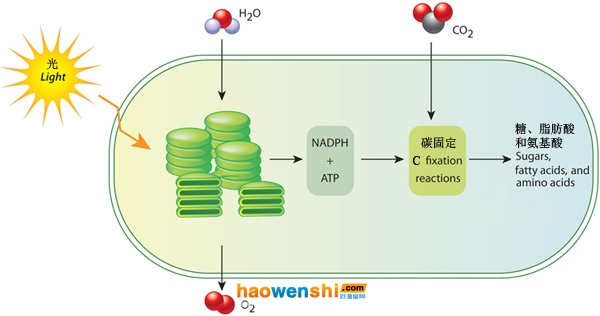 葉綠體中光合作用示意圖.jpg