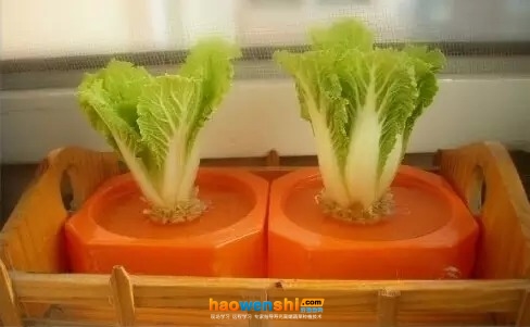 水培白菜.jpg 水培白菜.jpg