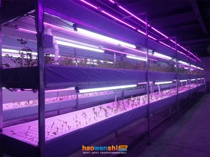 植物工廠.jpg 植物工廠.jpg