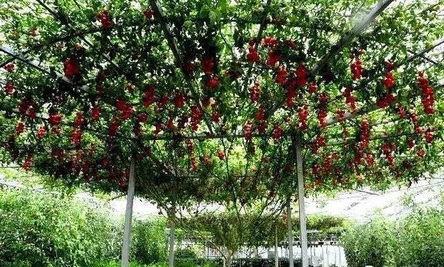 番茄樹.jpg 番茄樹.jpg