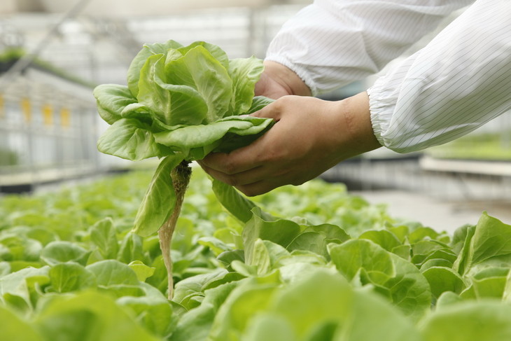 水培生菜.jpg 水培生菜.jpg