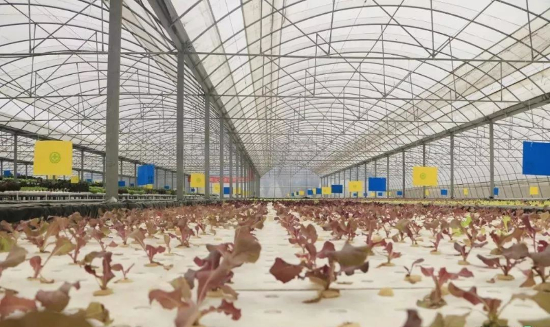 三段二次移植漂浮潮汐式水培.jpg 三段二次移植漂浮潮汐式水培.jpg