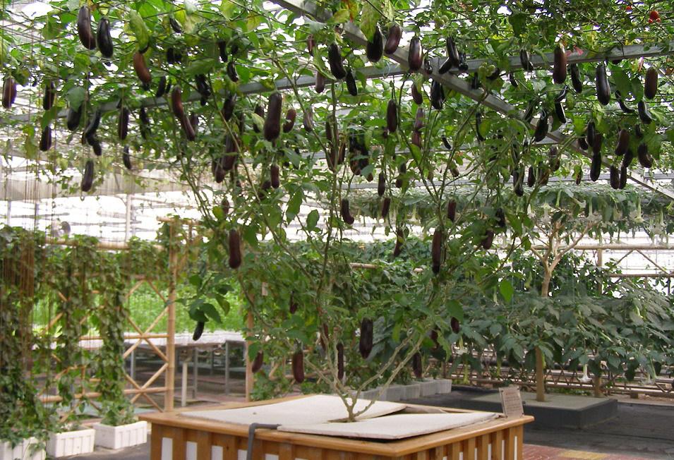 蔬菜樹(shù).jpg