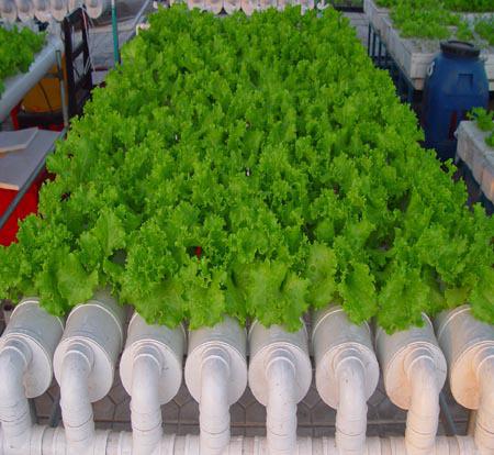 水培栽培.jpg 水培栽培.jpg