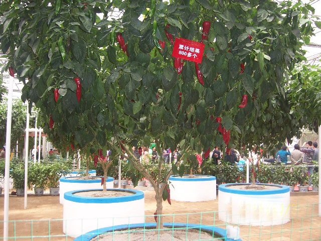 辣椒樹.jpg