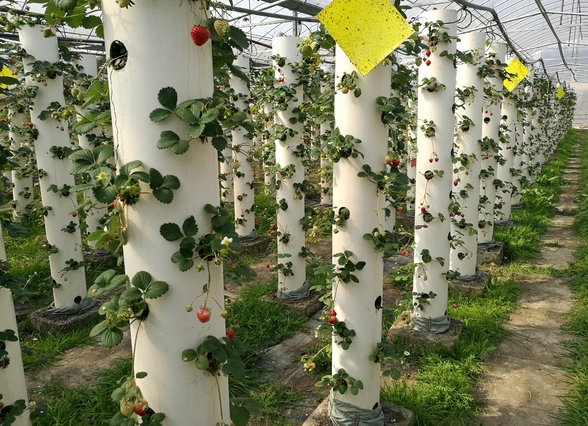 立體垂直栽培.jpg 立體垂直栽培.jpg