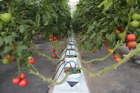 基質(zhì)栽培.jpg 基質(zhì)栽培.jpg