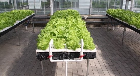 生菜深液流栽培.jpg 生菜深液流栽培.jpg