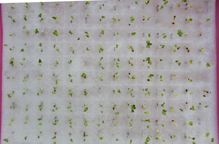 水培育苗.jpg 水培育苗.jpg