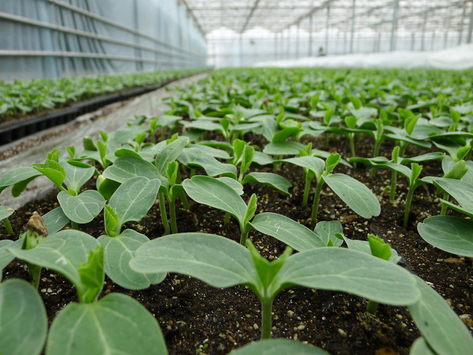 基質(zhì)育苗.jpg 基質(zhì)育苗.jpg