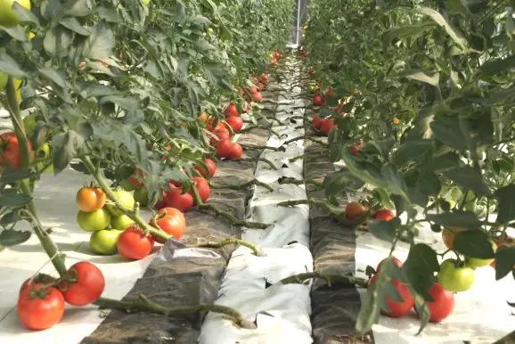 基質(zhì)栽培.JPG 基質(zhì)栽培.JPG