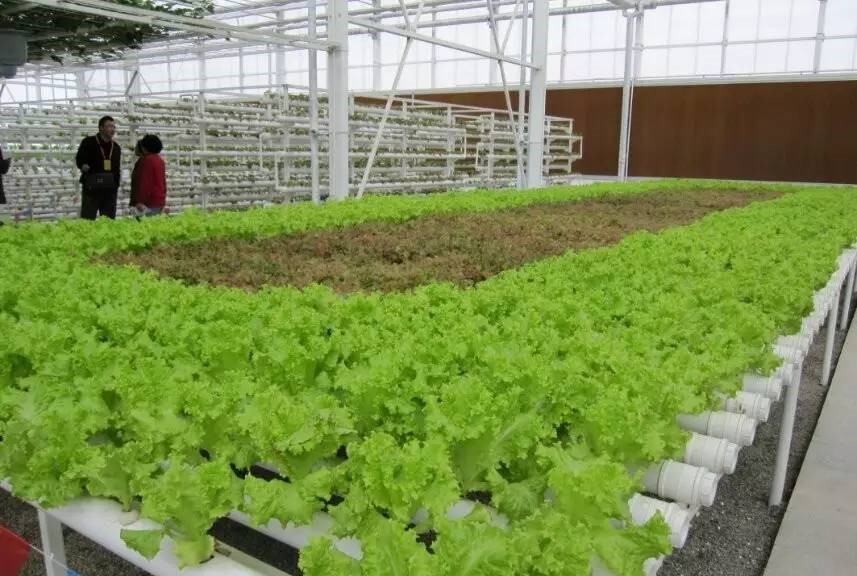 無(wú)土栽培.jpg 無(wú)土栽培.jpg