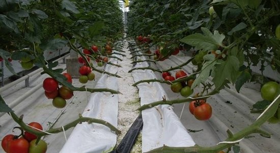 無(wú)土栽培西紅柿.jpg 無(wú)土栽培西紅柿.jpg