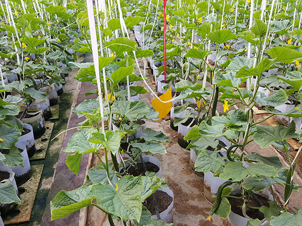 無(wú)土栽培黃瓜.jpg 無(wú)土栽培黃瓜.jpg