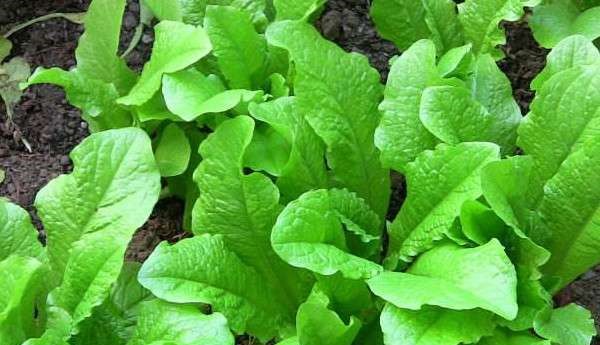 無土栽培萵苣.jpg 無土栽培萵苣.jpg