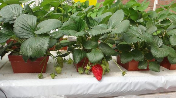 無土栽培草莓.jpg 無土栽培草莓.jpg