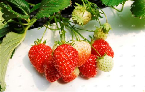 無土栽培草莓.jpg 無土栽培草莓.jpg