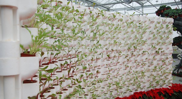 墻體栽培.jpg 墻體栽培.jpg