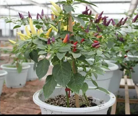 觀賞椒.jpg 觀賞椒.jpg